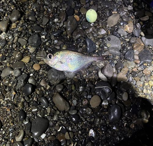 ミナミハタンポの釣果