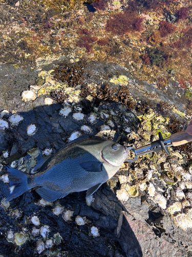 グレの釣果
