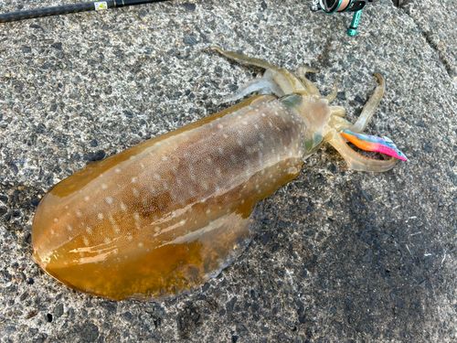 アオリイカの釣果