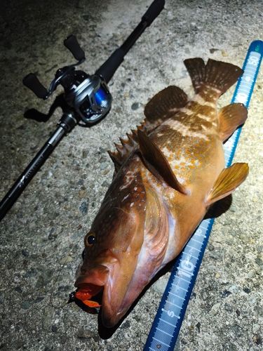 アコウの釣果