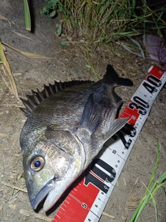 チヌの釣果