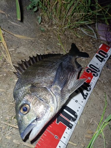 チヌの釣果
