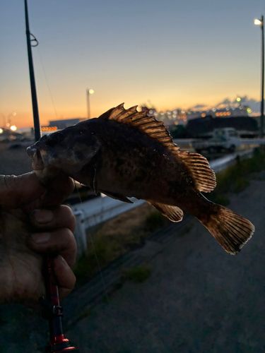 クロソイの釣果