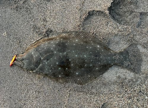 ヒラメの釣果