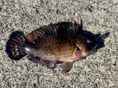 オハグロベラの釣果