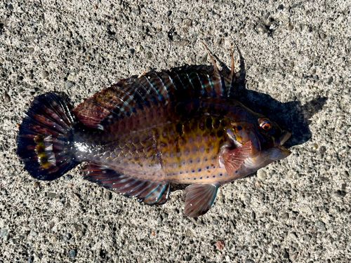 オハグロベラの釣果