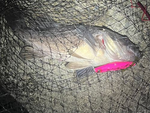 クロソイの釣果