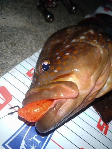 アコウの釣果