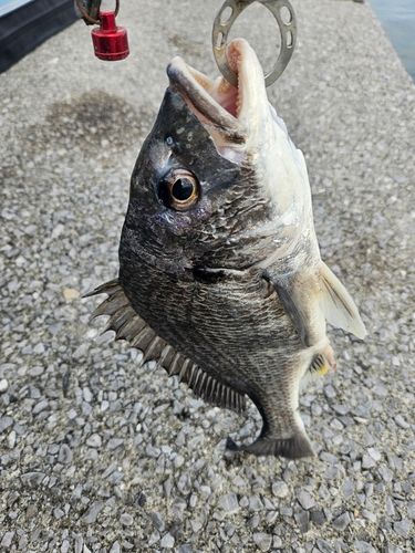 キチヌの釣果