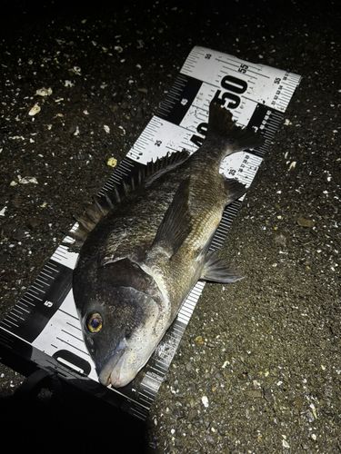 チヌの釣果
