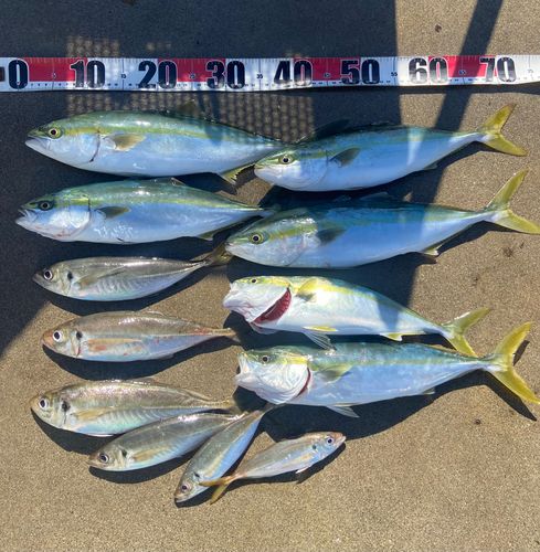 イナダの釣果