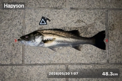 シーバスの釣果