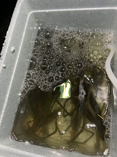 テナガエビの釣果