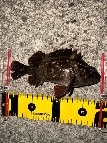 ムラソイの釣果