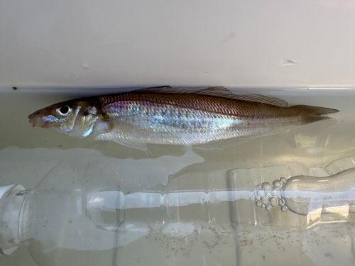 キスの釣果