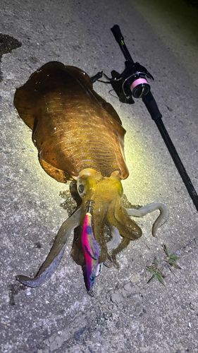 アオリイカの釣果