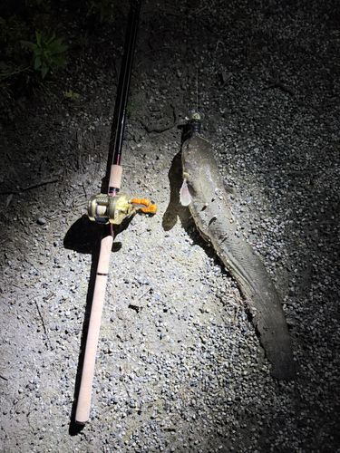 ナマズの釣果