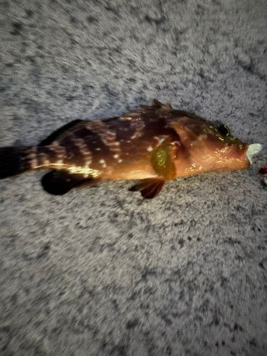 キジハタの釣果