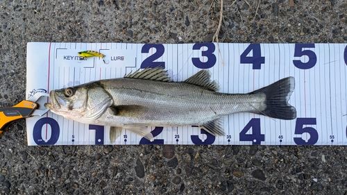 フッコ（マルスズキ）の釣果