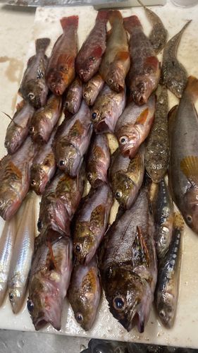 ガシラの釣果