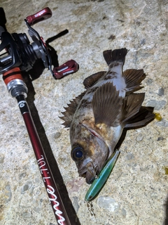 メバルの釣果