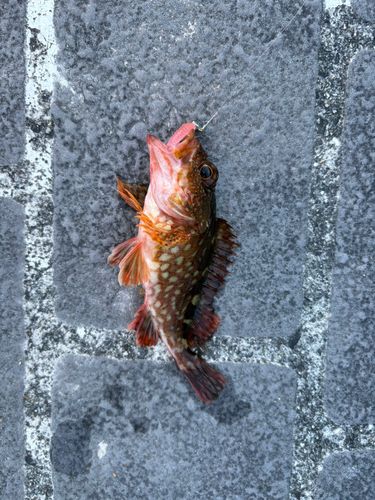 ガシラの釣果
