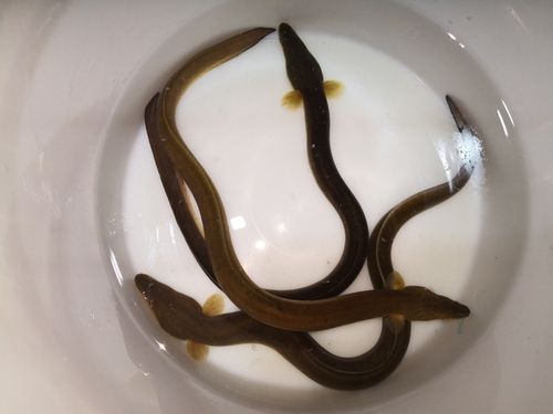 ウナギの釣果