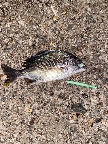 チヌの釣果