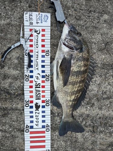 チヌの釣果