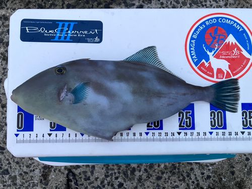 ウマヅラハギの釣果