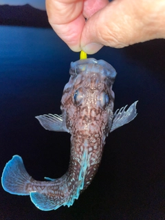 クロソイの釣果