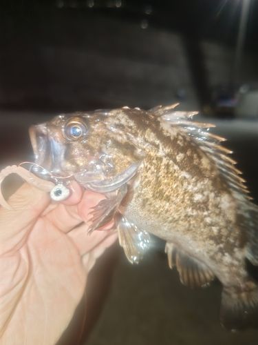 クロソイの釣果