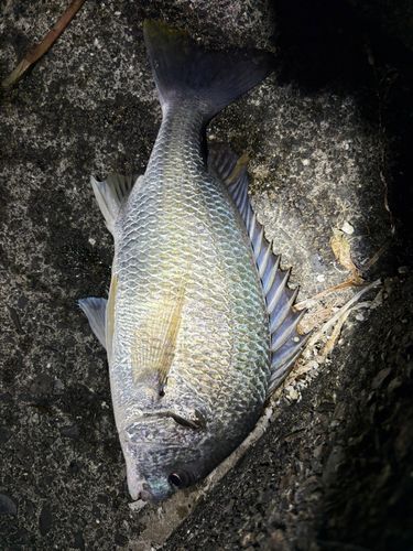 キビレの釣果