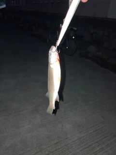 釣果