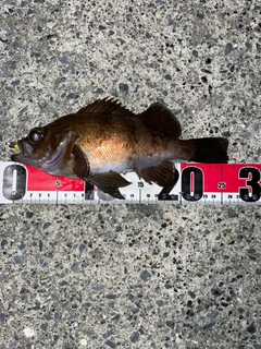 メバルの釣果