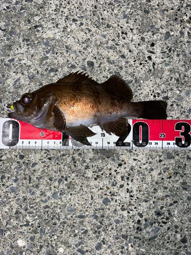 メバルの釣果