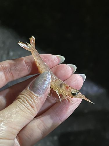 エビの釣果