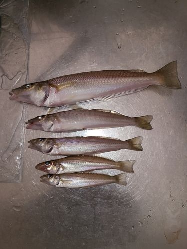 キスの釣果