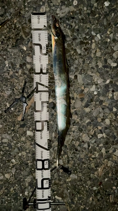 タチウオの釣果