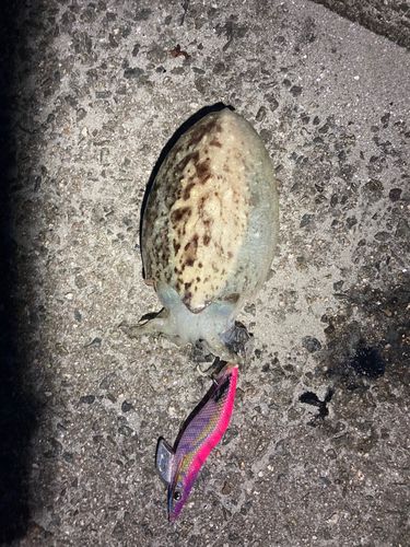 コウイカの釣果