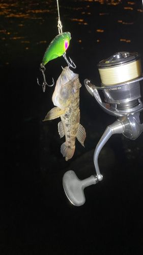 ハゼの釣果