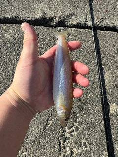 シロギスの釣果