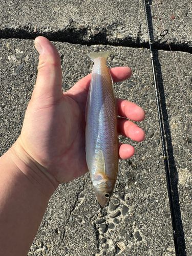 シロギスの釣果
