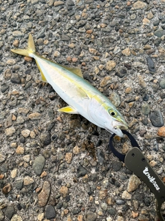 ツバイソの釣果