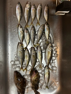 アジの釣果