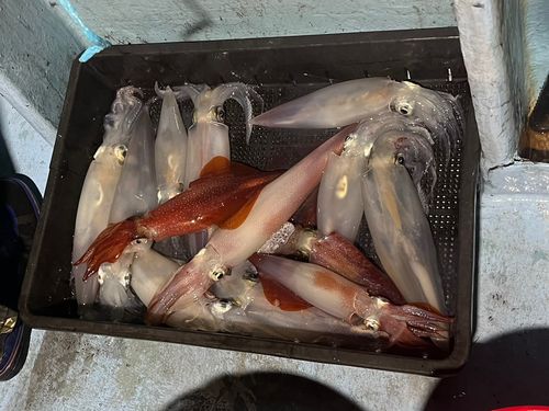 ケンサキイカの釣果