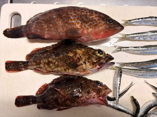 アコウの釣果