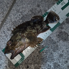 カサゴの釣果