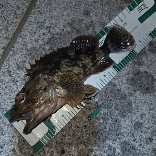 カサゴの釣果