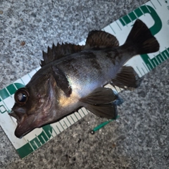 メバルの釣果